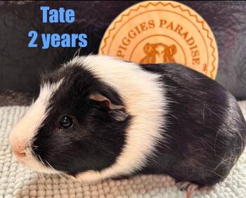 Rescue Short Haired Guinea Pigs for Adoption in Red Oak, Iowa - Tate | PetCurious